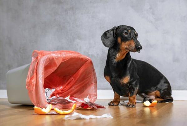 Teach Your Dog Not to Raid Trash Can
